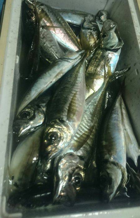 シースナイパー海龍 釣果