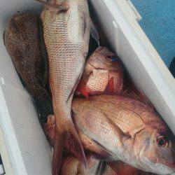 シースナイパー海龍 釣果