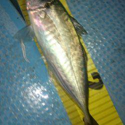 シースナイパー海龍 釣果