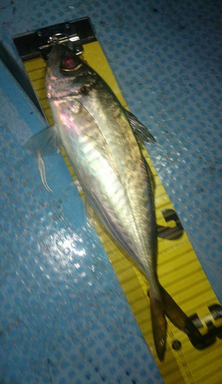 シースナイパー海龍 釣果