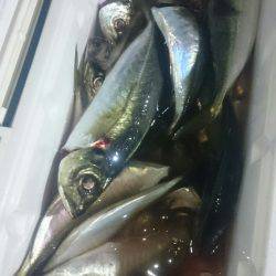 シースナイパー海龍 釣果