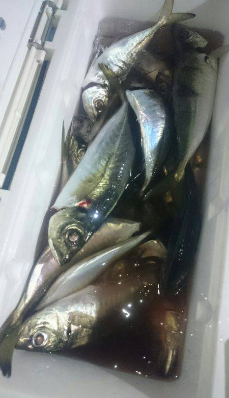 シースナイパー海龍 釣果