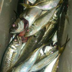 シースナイパー海龍 釣果