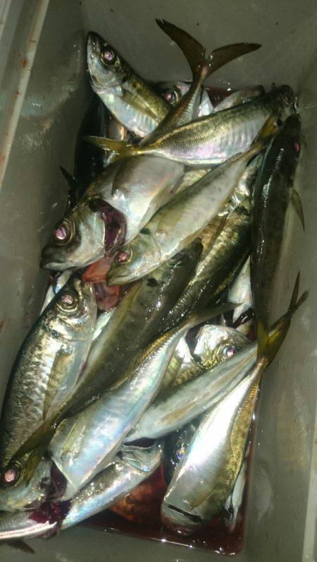 シースナイパー海龍 釣果