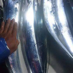 シースナイパー海龍 釣果