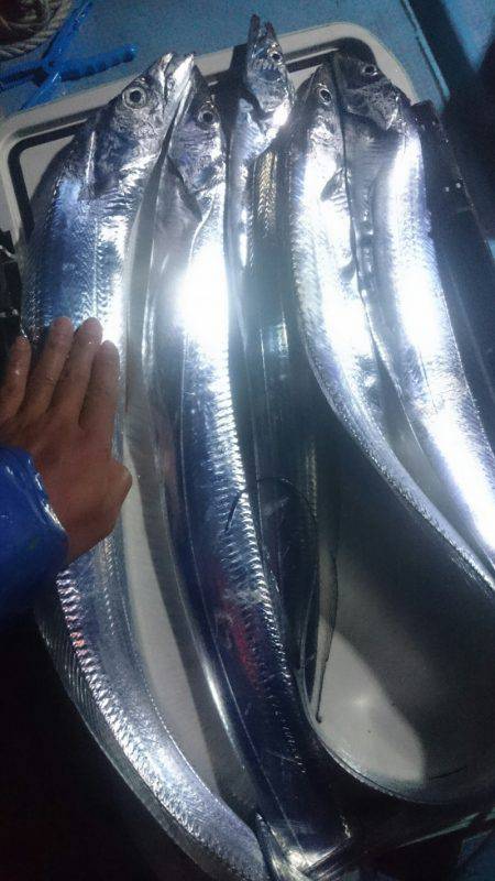 シースナイパー海龍 釣果