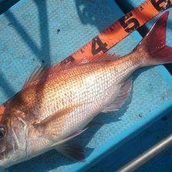 シースナイパー海龍 釣果