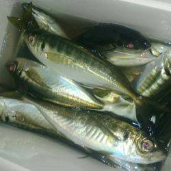 シースナイパー海龍 釣果