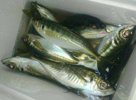 シースナイパー海龍 釣果