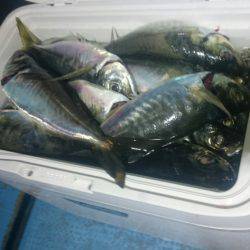 シースナイパー海龍 釣果