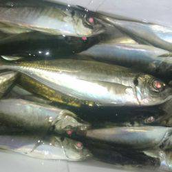 シースナイパー海龍 釣果