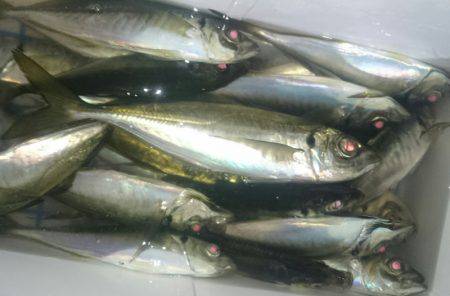 シースナイパー海龍 釣果