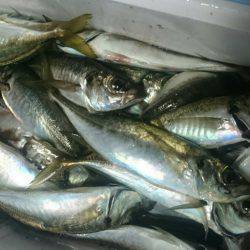 シースナイパー海龍 釣果