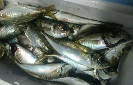 シースナイパー海龍 釣果