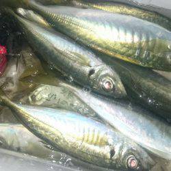 シースナイパー海龍 釣果