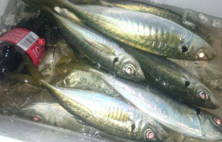 シースナイパー海龍 釣果