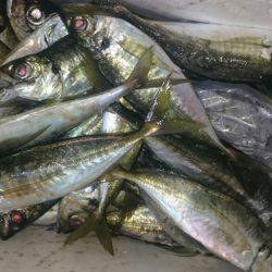 シースナイパー海龍 釣果