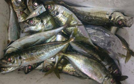 シースナイパー海龍 釣果