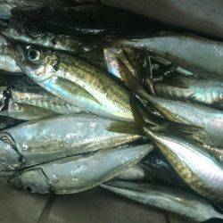 シースナイパー海龍 釣果