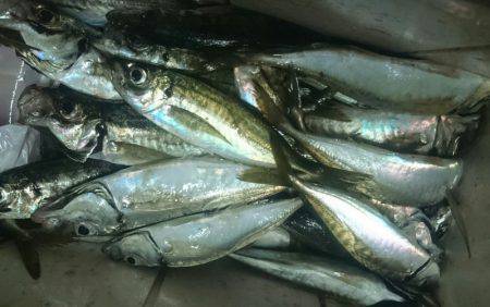 シースナイパー海龍 釣果