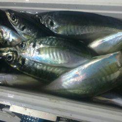 シースナイパー海龍 釣果