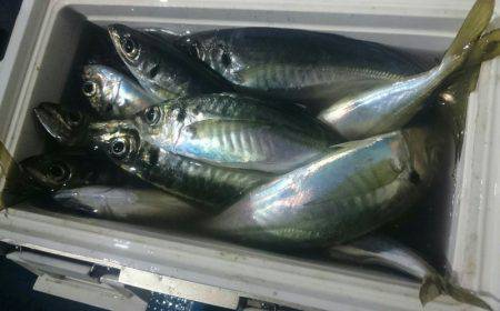 シースナイパー海龍 釣果