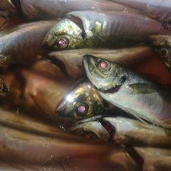 シースナイパー海龍 釣果