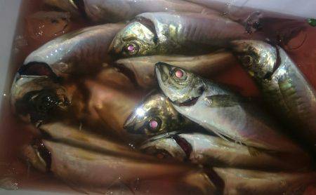 シースナイパー海龍 釣果