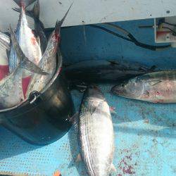 シースナイパー海龍 釣果