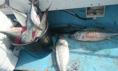 シースナイパー海龍 釣果