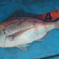 シースナイパー海龍 釣果