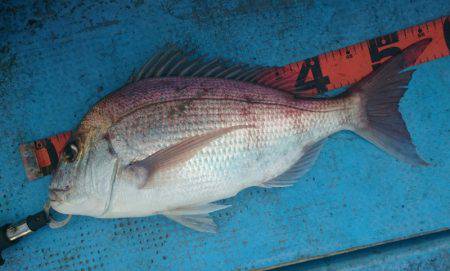 シースナイパー海龍 釣果