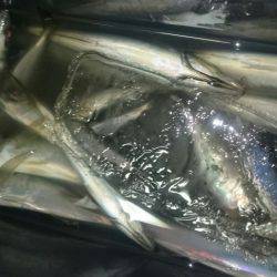 シースナイパー海龍 釣果