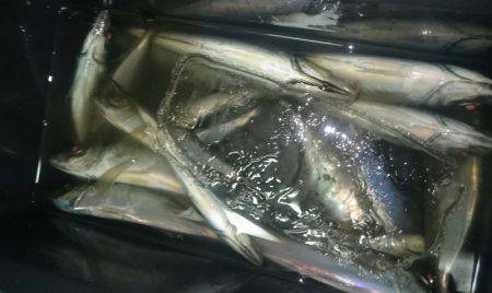 シースナイパー海龍 釣果