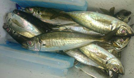 シースナイパー海龍 釣果