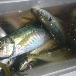 シースナイパー海龍 釣果