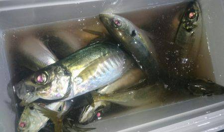 シースナイパー海龍 釣果