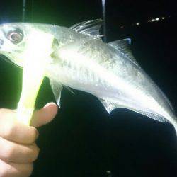 シースナイパー海龍 釣果