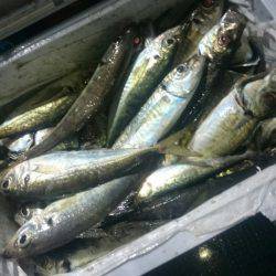 シースナイパー海龍 釣果