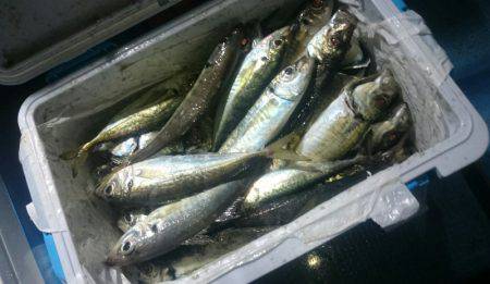 シースナイパー海龍 釣果