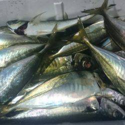 シースナイパー海龍 釣果