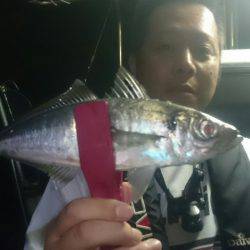 シースナイパー海龍 釣果