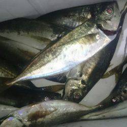 シースナイパー海龍 釣果