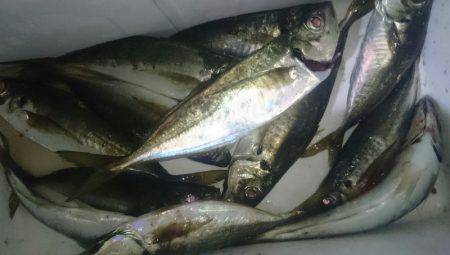 シースナイパー海龍 釣果