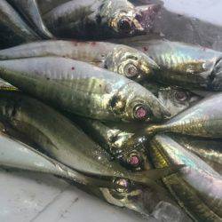 シースナイパー海龍 釣果