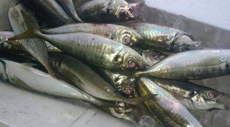 シースナイパー海龍 釣果