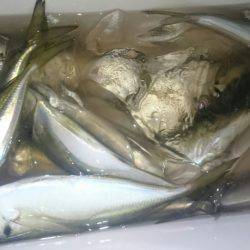 シースナイパー海龍 釣果