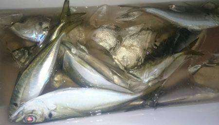 シースナイパー海龍 釣果