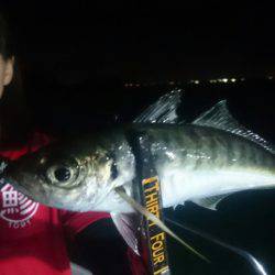 シースナイパー海龍 釣果