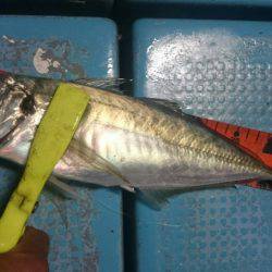 シースナイパー海龍 釣果